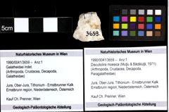 Foto (Objekt + Etiketten) von Discutiolira moesica (Muţiu & Bădăluţă, 1971) 